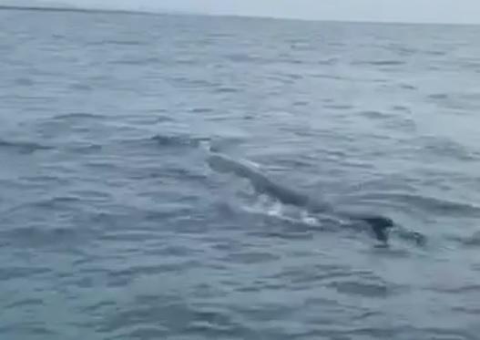Avvistate tre balenottere a sud della costa di Viareggio - il video