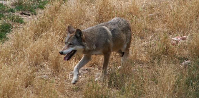 I lupi sbranano una vacca adulta. «Ora abbiamo paura» 
