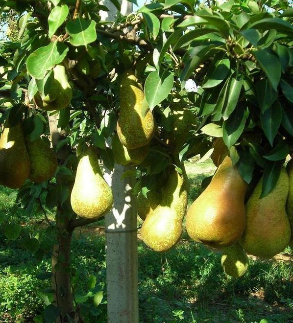 Raccolta delle pere «Ci vuole la chimica per contenere la cimice asiatica» 