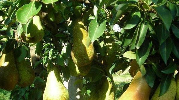Raccolta delle pere «Ci vuole la chimica per contenere la cimice asiatica»