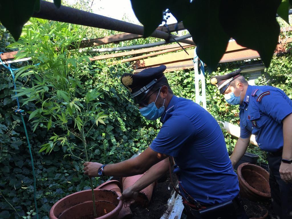 La piantagione di marijuana scoperta dai carabinieri a Serravalle