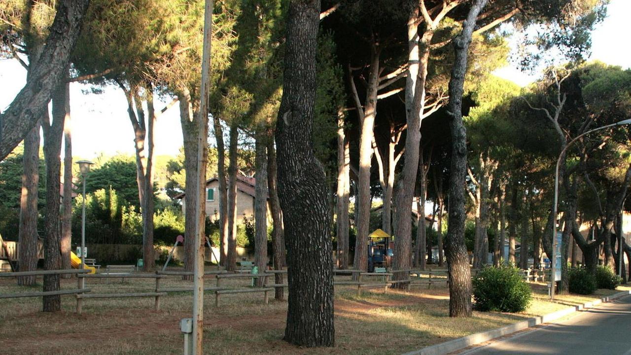 Tre pinete pubbliche in concessione per gli allenamenti