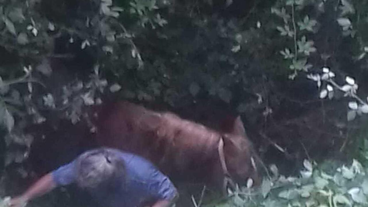 Cade nel fosso con il cavallo. rimasta illesa