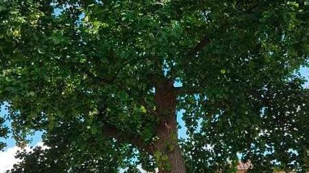 Alberi pericolosi: altre sei piante da abbattere subito