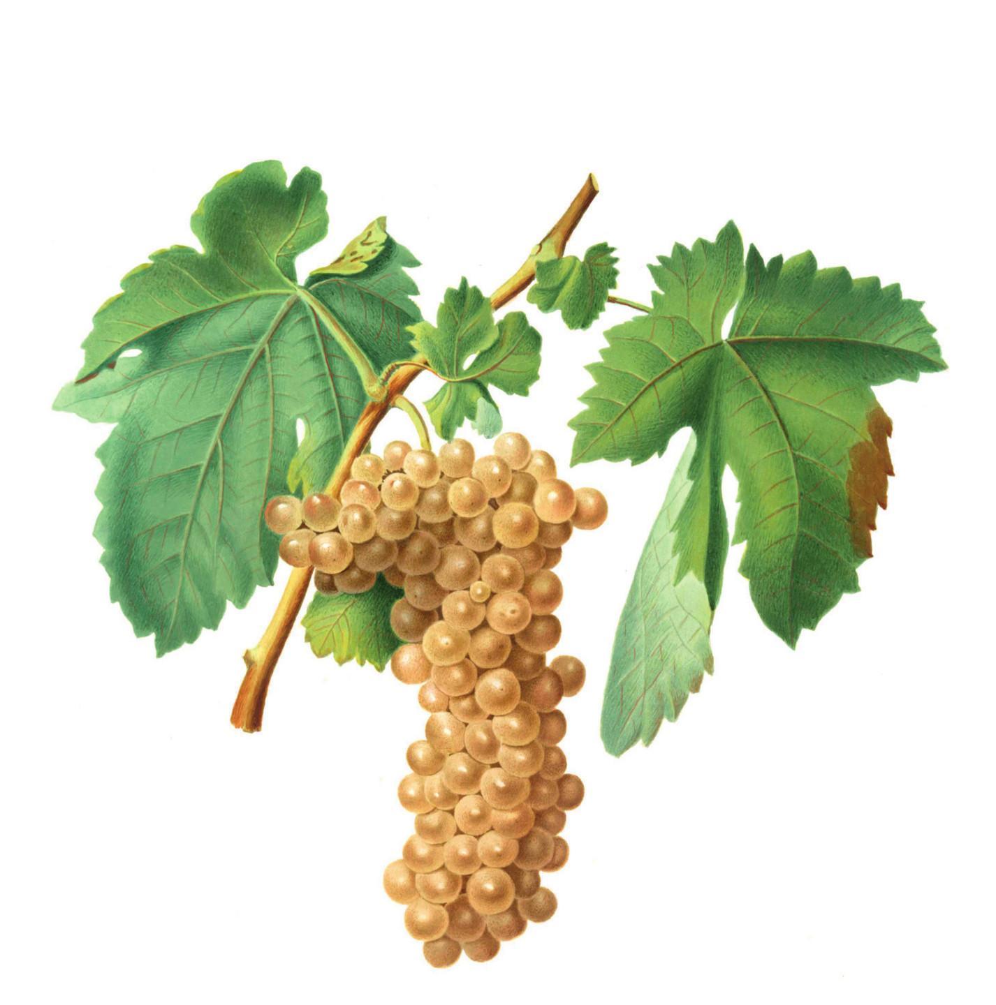 Dall’antica saggezza del naturalista Matani un libro sull’arte del vino