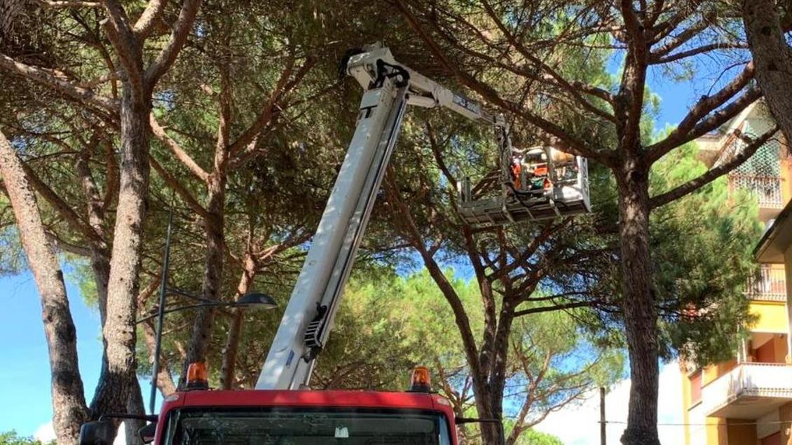 Iniziata la potatura dei pini di via Sardegna Poi i 28 abbattimenti