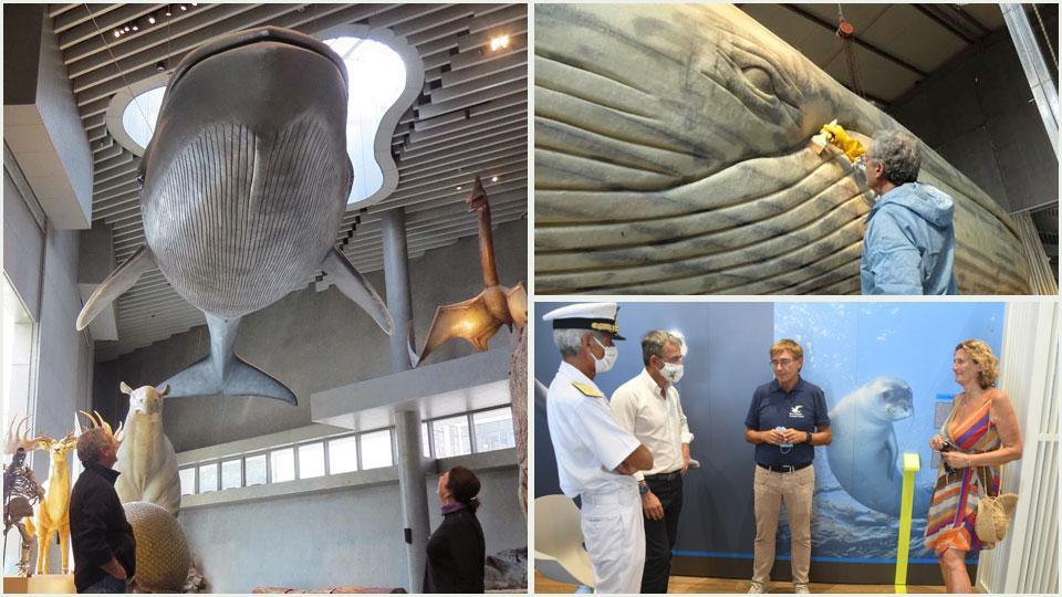 Il modello di una balena, si lavora ai dettagli della balena azzurra che sarà esposta nel Museo del Mare e il presidente del Parco Sammuri col ministro Costa.