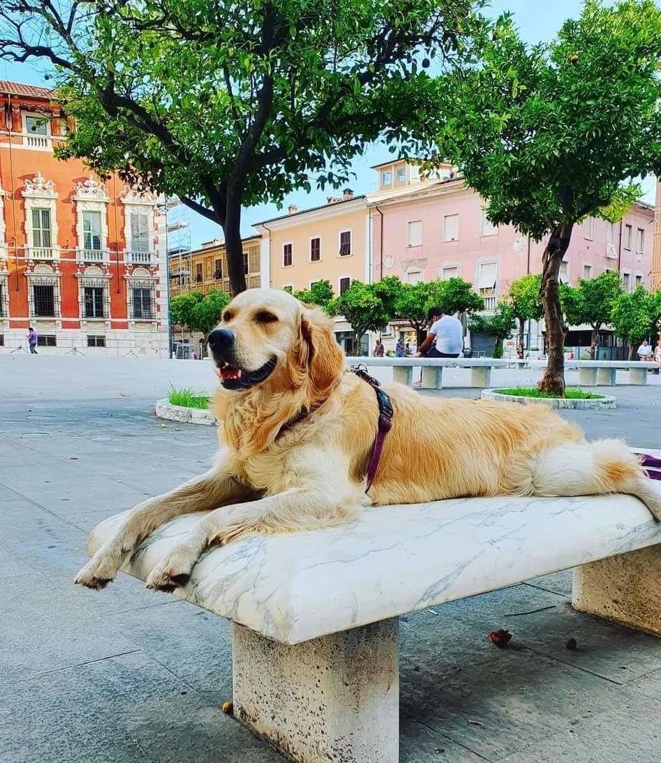 Con Massa da vivere una serata dedicata ai quattro zampe