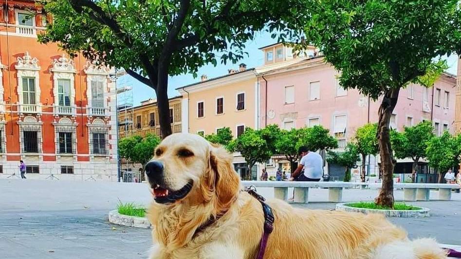 Con Massa da vivere una serata dedicata ai quattro zampe