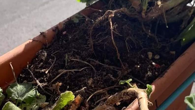 Telecamere e Daspo, soluzioni contro i vandali