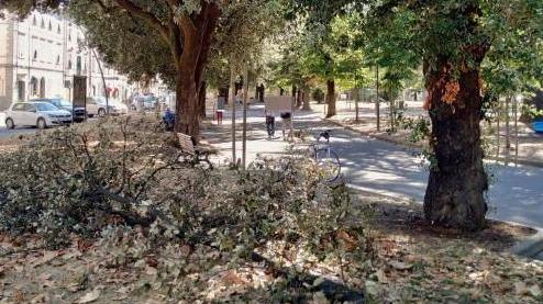 Ramo caduto riaccende la polemica