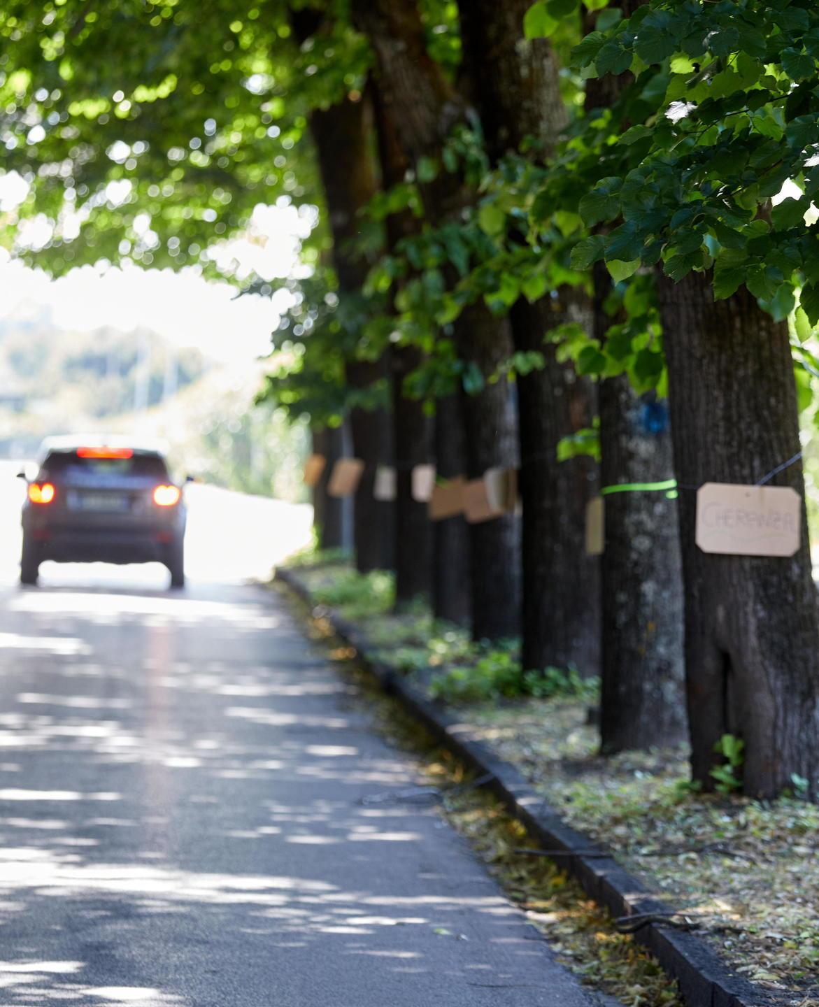 Viale IV Novembre tra lavori e un nuovo abbraccio agli alberi
