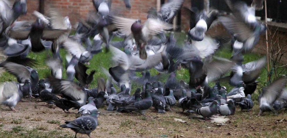 I piccioni sporcano e sono troppi Si possono abbattere 