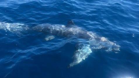 Uno squalo volpe di oltre tre metri catturato a Piombino - Video