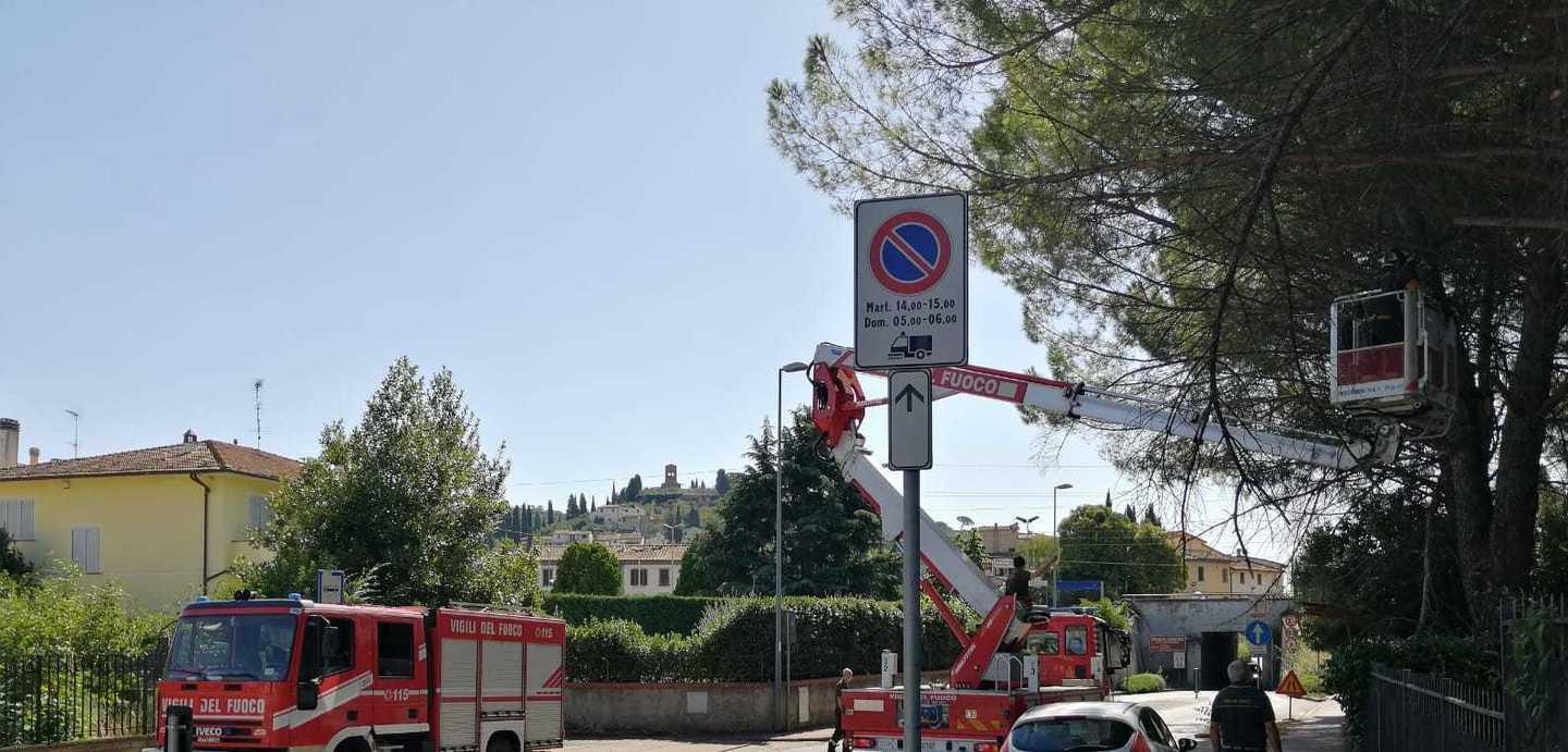 Pericolanti i rami dei pini: arrivano i vigili del fuoco 
