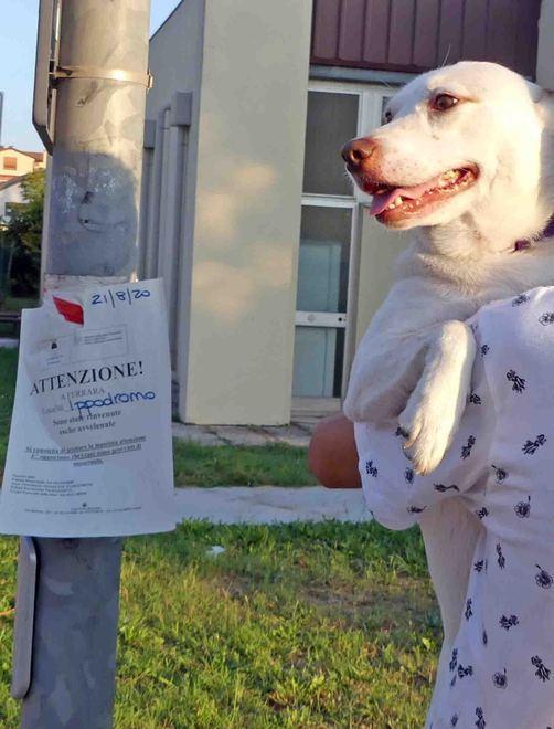Allarme all’Ippodromo «Esche avvelenate»