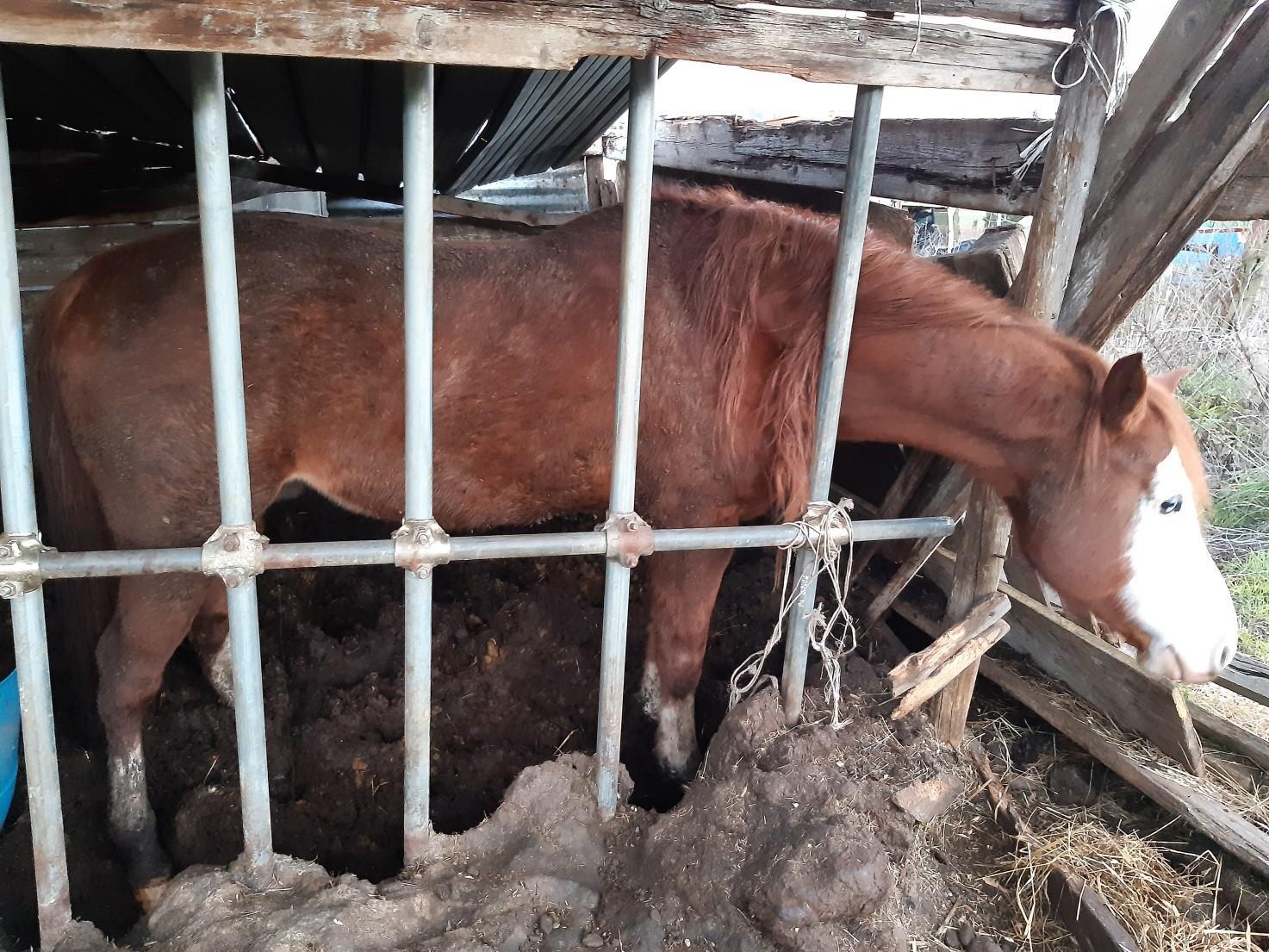 Uno dei cavalli trovati all'interno dell'allevamento di Empoli (foto carabinieri forestali di Empoli)