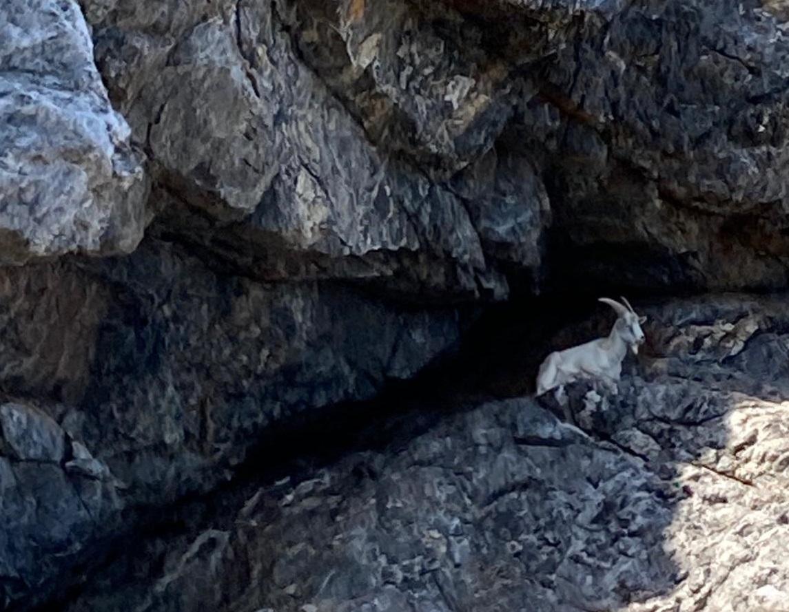 Salvata una capra selvatica rimasta in trappola tra gli scogli della Costa dei Gabbiani