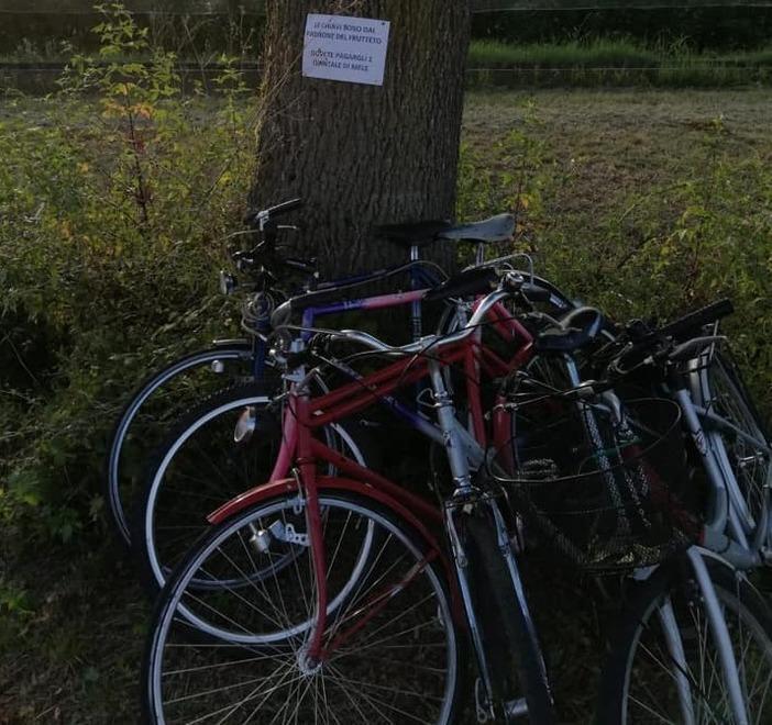 Baby vandali rubano le mele e le lanciano sulle auto, ma il contadino si infuria e requisisce le loro bici 