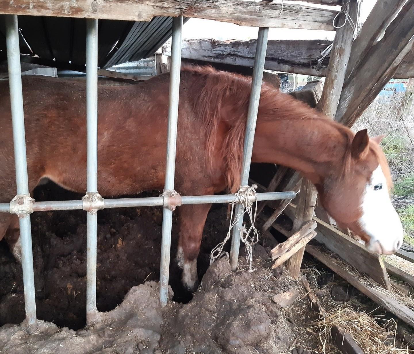 Cavalli denutriti: denunciato un allevatore 