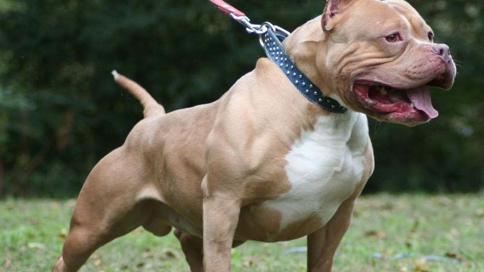 Vignola, aggrediti dal pitbull della vicina: «Cani come ordigni, vanno vietati» 
