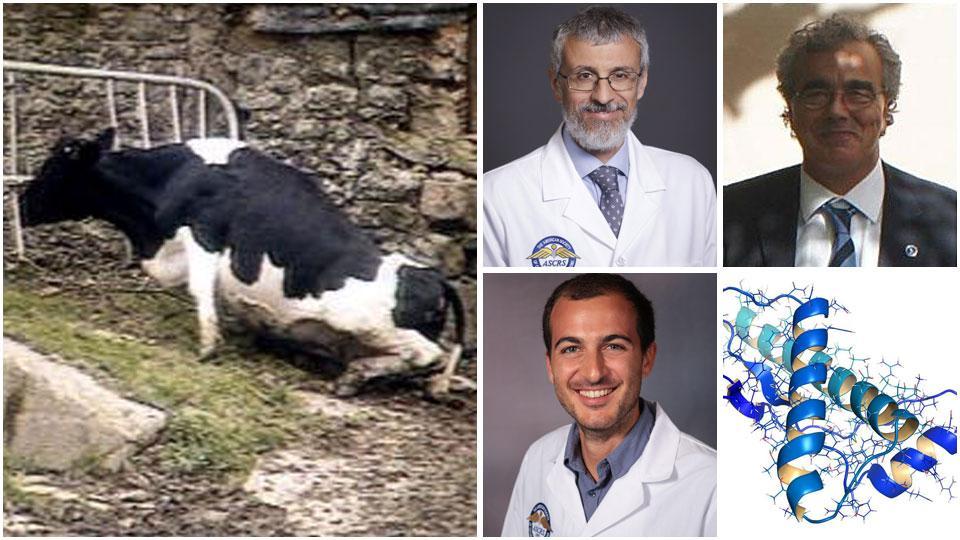 Un bovino affetto dal morbo, Luca Morelli, Francesco Fornai, Matteo Bianchini e una proteina prionica