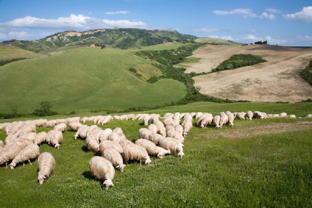 Latte, bando da 1,2 milioni di euro per il settore ovicaprino