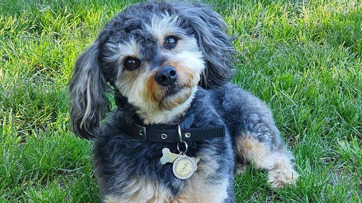 Il cagnolino Rudy