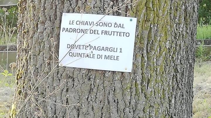Ancora nessuno si è fatto vivo per riprendere le bici sequestrate dal contadino ai baby vandali e ladri di mele