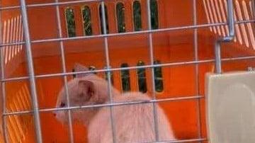 Carpi, getta quattro gattini dall'auto: solo uno è stato trovato