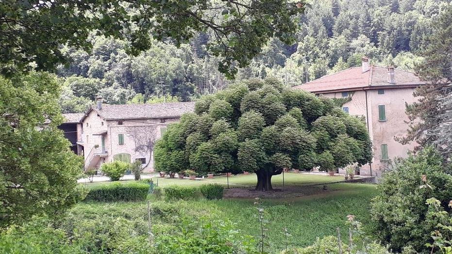 Modena. «Noi moderni arbonauti sappiamo che solo gli alberi possono salvare la Terra»