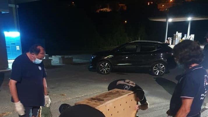 Soccorso dalla Prociv un capriolo investito