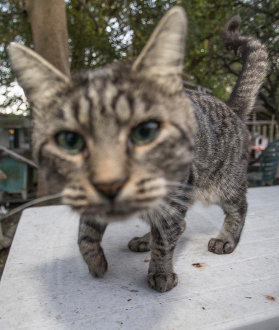 Carpi, Festa del Gattile con banchetti, visite guidate e tante sorprese