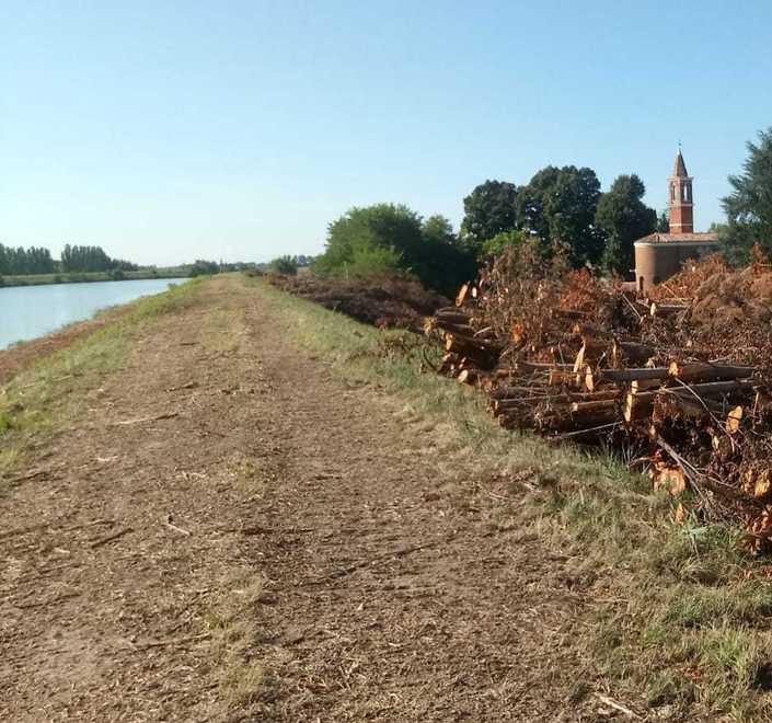 Taglio di alberi lungo il Cavo La protesta arriva in Regione 