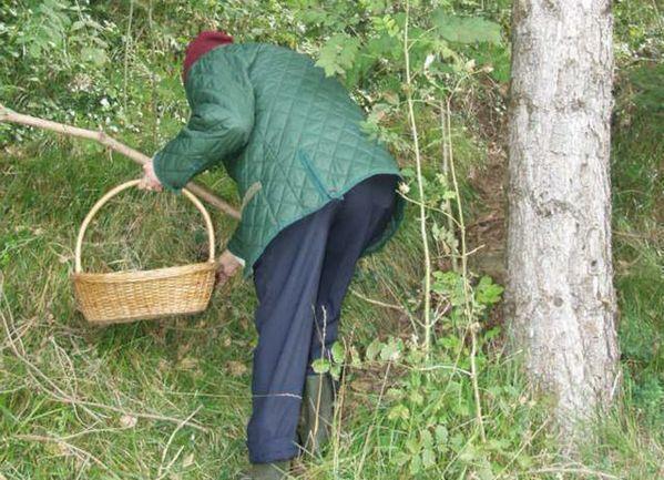 Ritrovato morto nel bosco il fungaiolo di Montignoso 