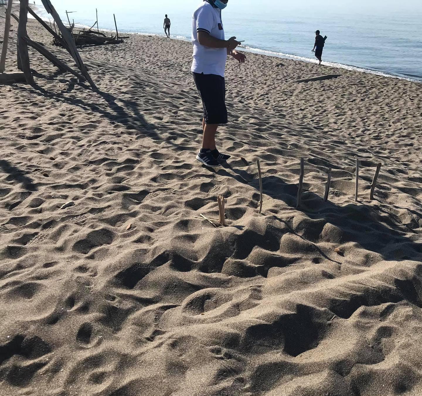 Tracce di tartaruga Caretta caretta anche sulla spiaggia di Capalbio 