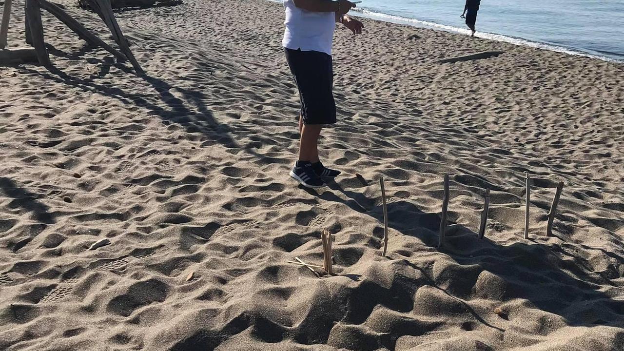 Tracce di tartaruga Caretta caretta anche sulla spiaggia di Capalbio