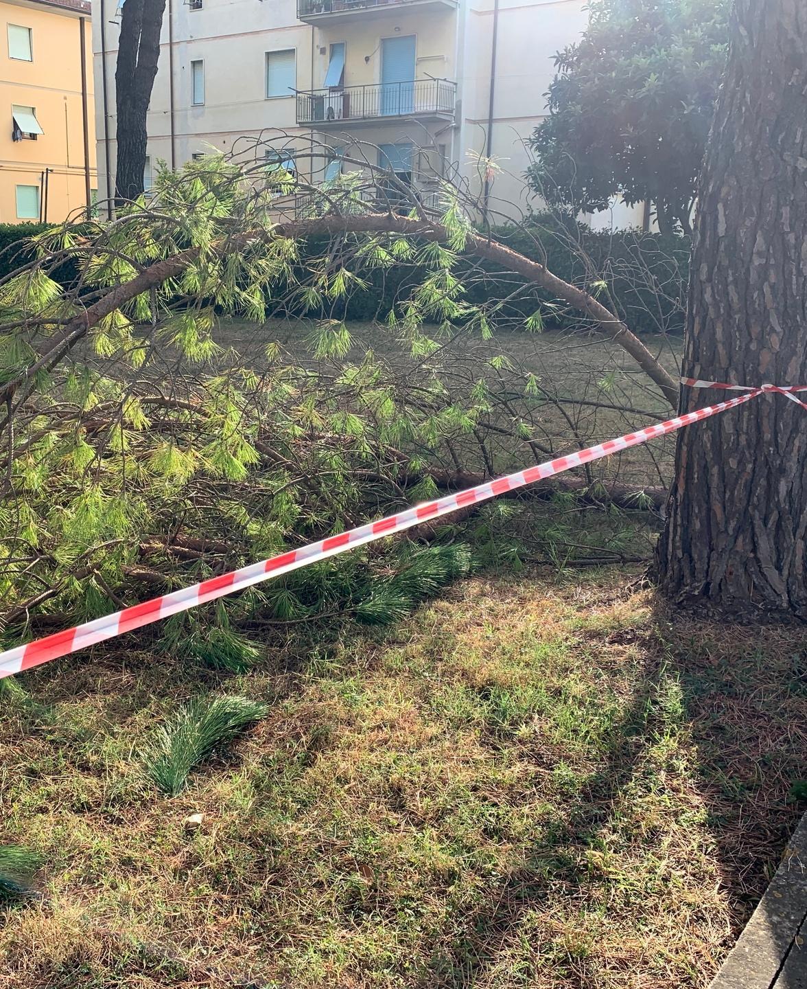 Pericolo caduta rami, giardino transennato