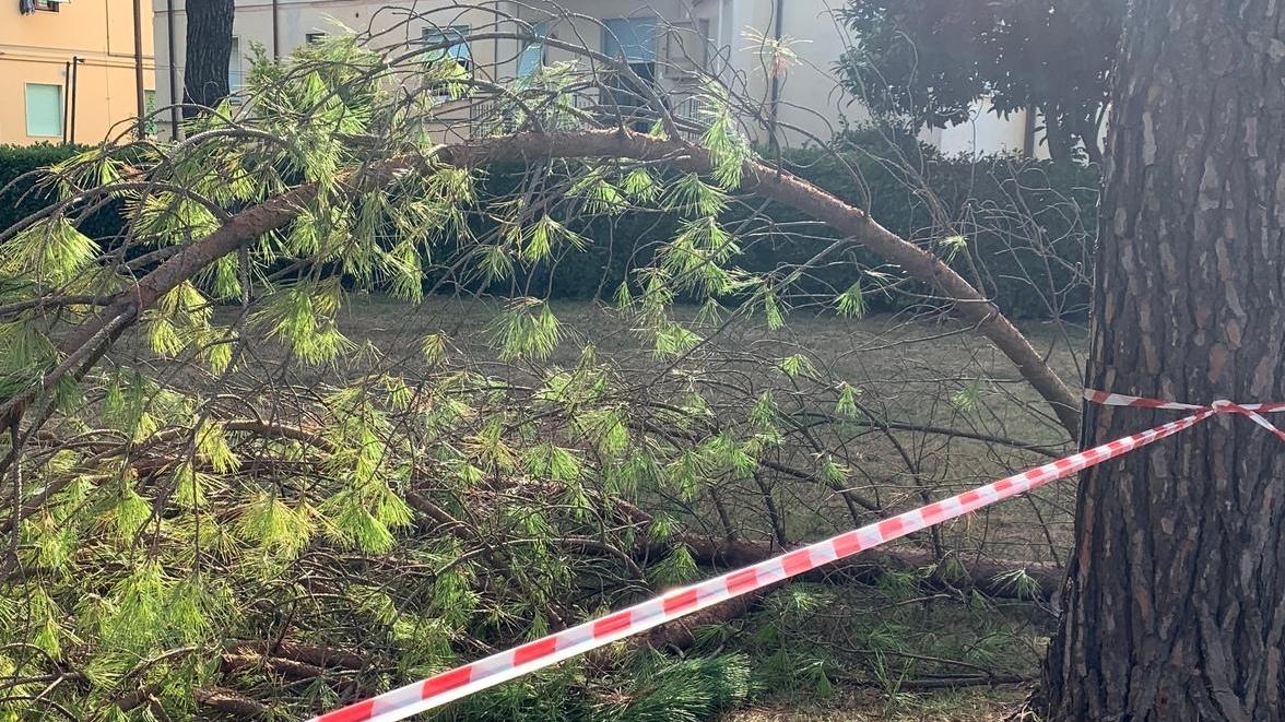 Pericolo caduta rami, giardino transennato