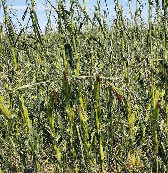 Tra polenta e pop corn a Vedriano cena didattica dedicata al mais antico 