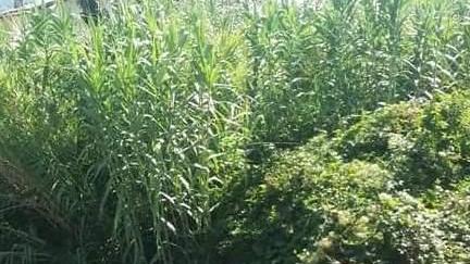 Degrado e spaccio in via Brasile Otto famiglie scrivono al sindaco