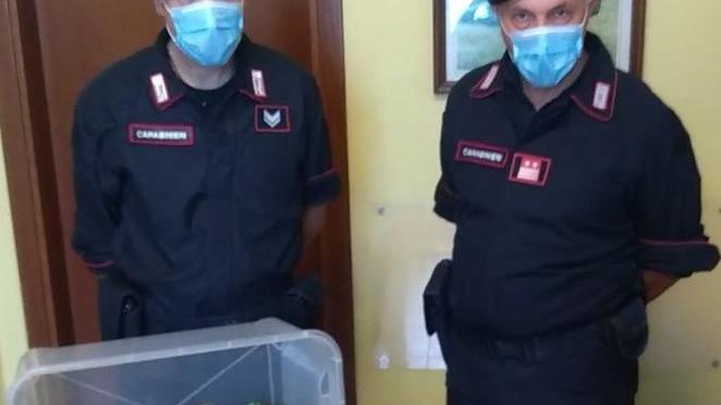 Coltiva marijuana nell’orto a Carmignano Arrestato quarantenne