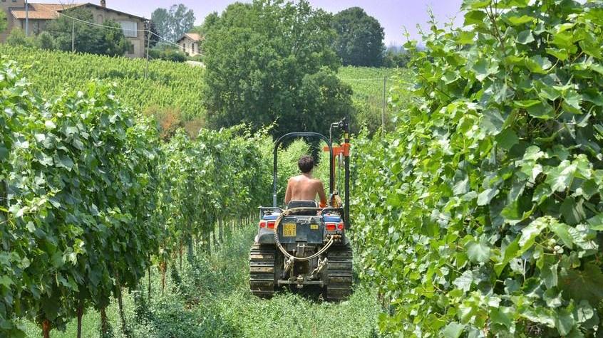 Oltre 5,4 milioni di euro per l’innovazione del settore vitivinicolo