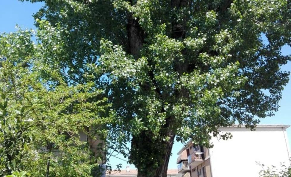 «Il maxi pioppo non va abbattuto» Lettera del comitato alla Regione 