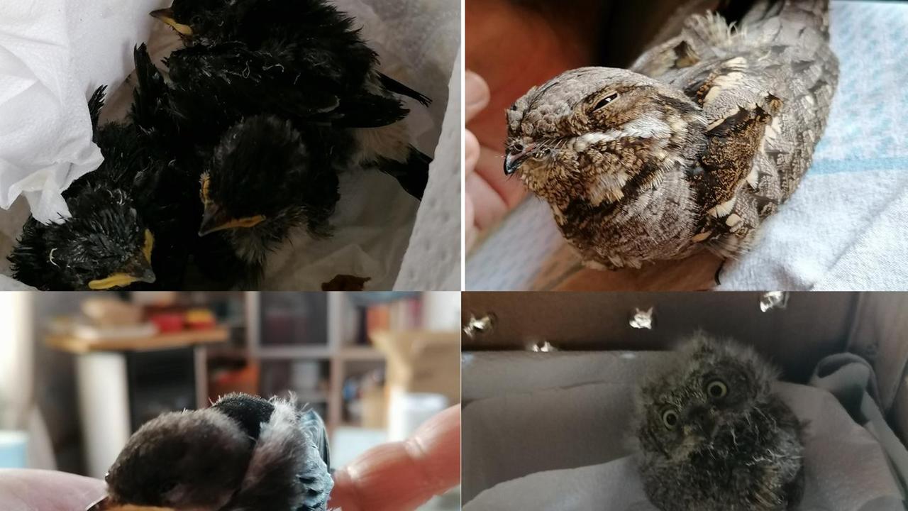 Fauna selvatica, Animal Project ha compiuto più di 100 soccorsi