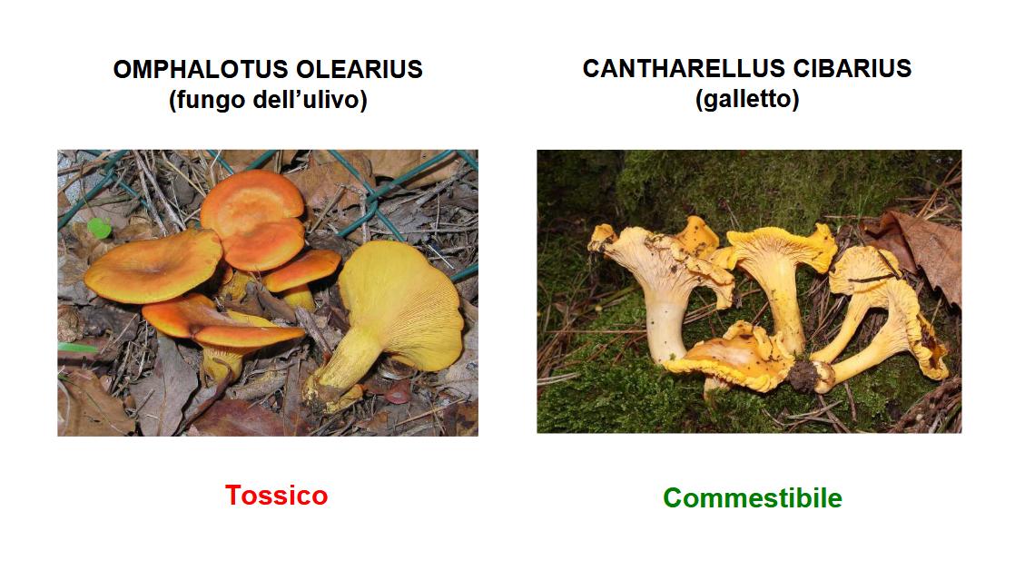 Fungaioli, occhio al "galletto" ingannevole: prima intossicazione da fungo dell'olivo
