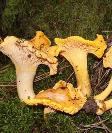 Scambiano funghi dell’olivo per galletti: sette turisti finiscono al pronto soccorso 