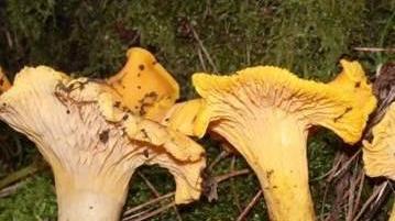 Scambiano funghi dell’olivo per galletti: sette turisti finiscono al pronto soccorso