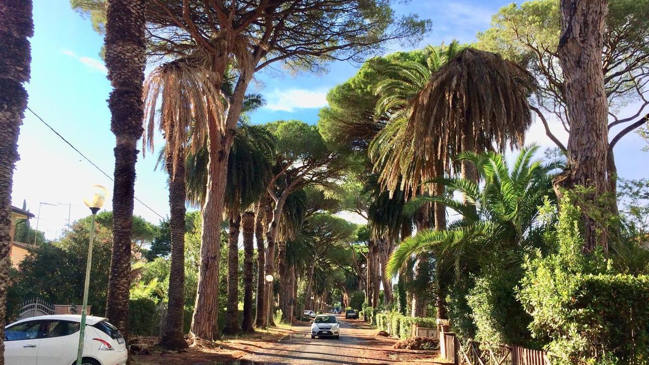 Una parte del viale delle Palme ieri pomeriggio (foto Michele Falorni/Silvi)