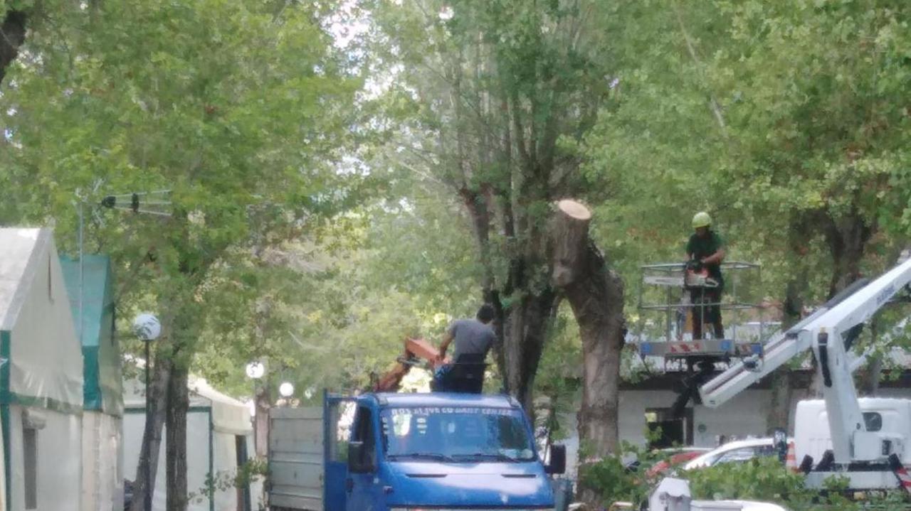 «In un evento del genere non è insolito che venga sradicata una pianta»